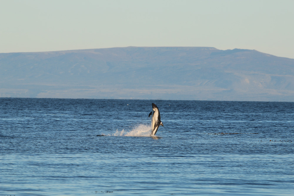 Delfín Austral en Isla Riesco ©Gregor Stipicic