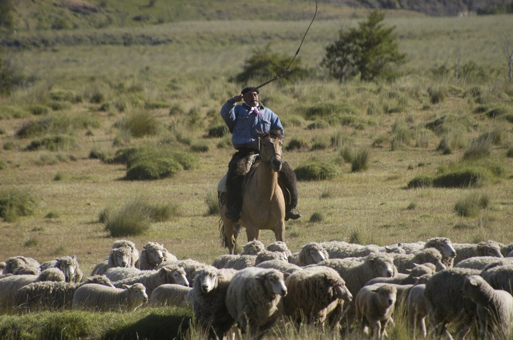 Gaucho arreando ovejas ©Cristián Saucedo