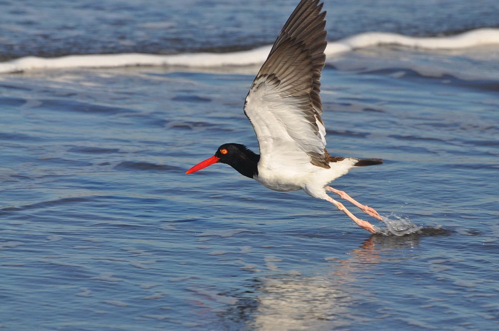 Suman esfuerzos para fortalecer la gobernanza y conservación de aves playeras en el Santuario Humedal Río Maipo