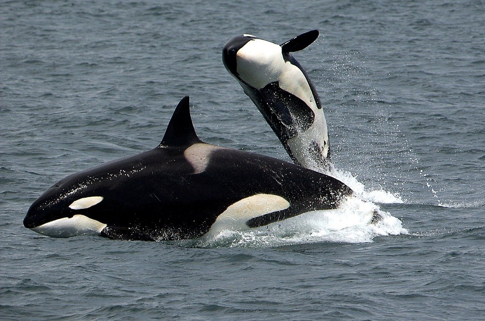 killer-whales- 272447 en Pixabay