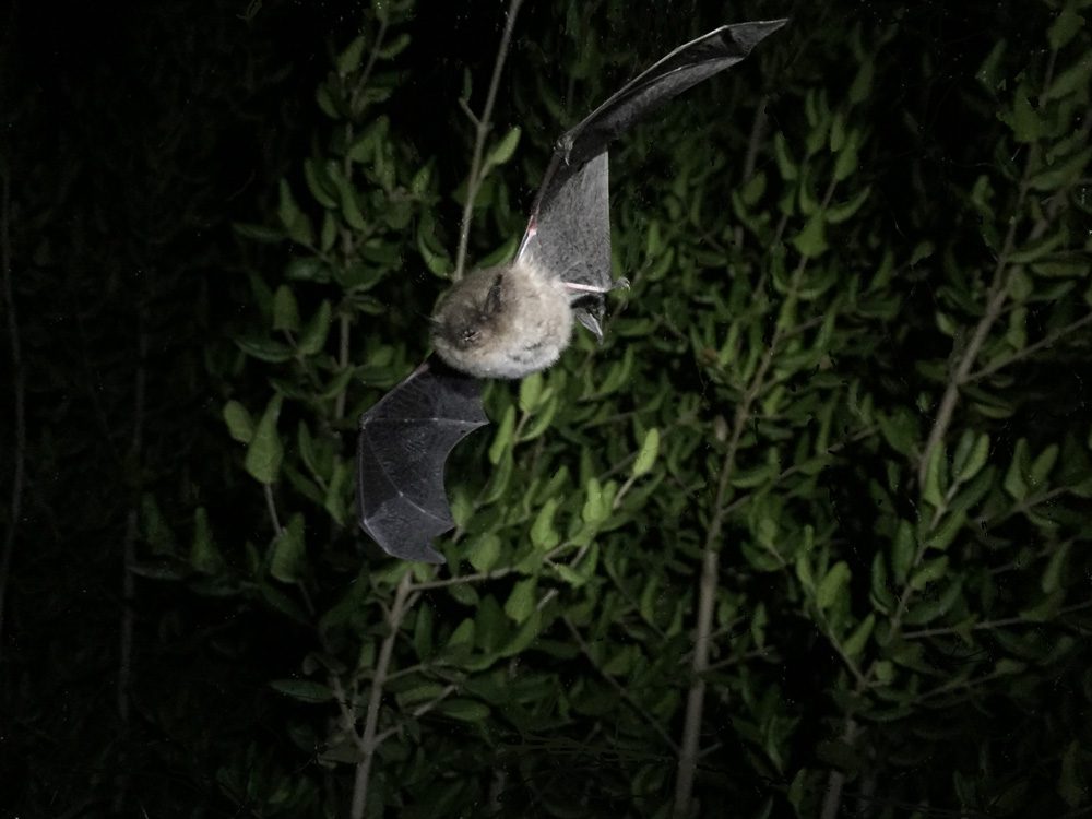 Los murciélagos de Chile: visibilizando sus servicios para los humanos y la agricultura