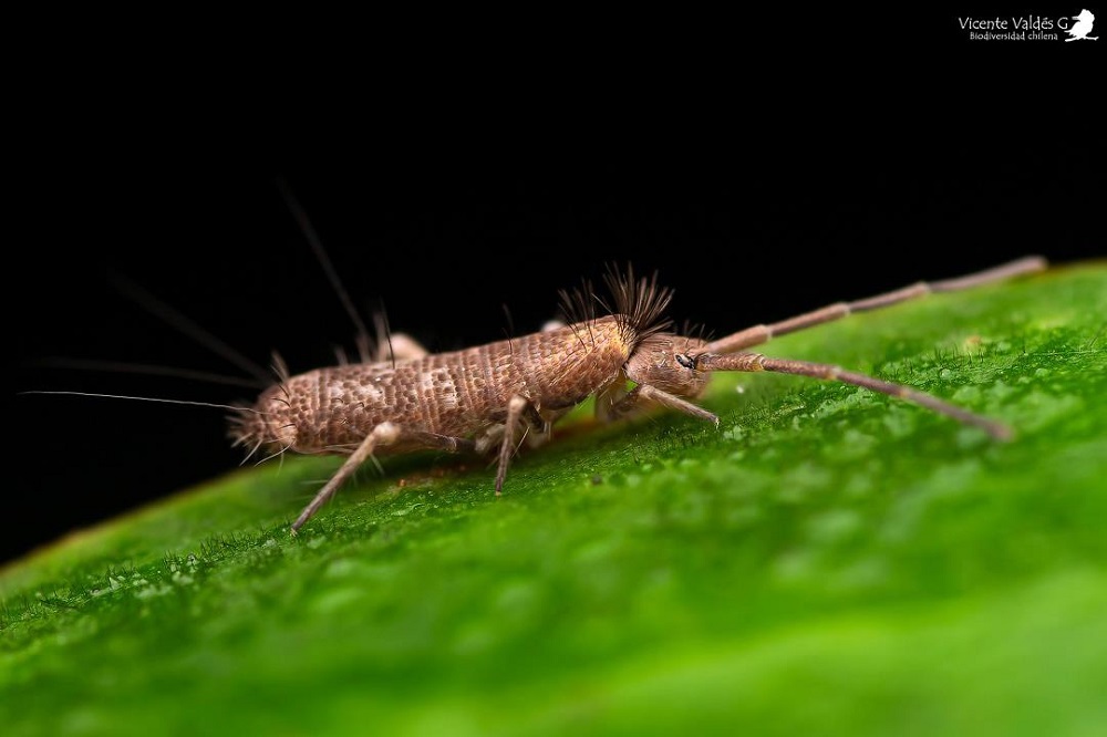 Orden Entomobryomorpha Quellón, Chiloé, Región de Los Lagos ©Vicente Valdés