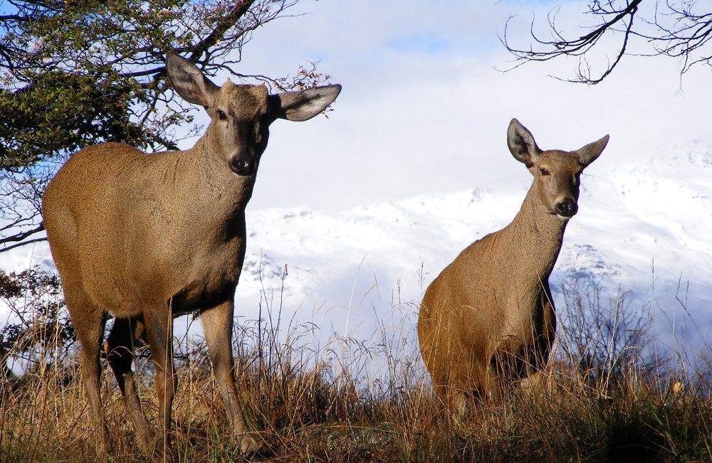 El regreso de la Patagonia salvaje: cómo el rewilding convirtió una estancia ganadera en un parque nacional