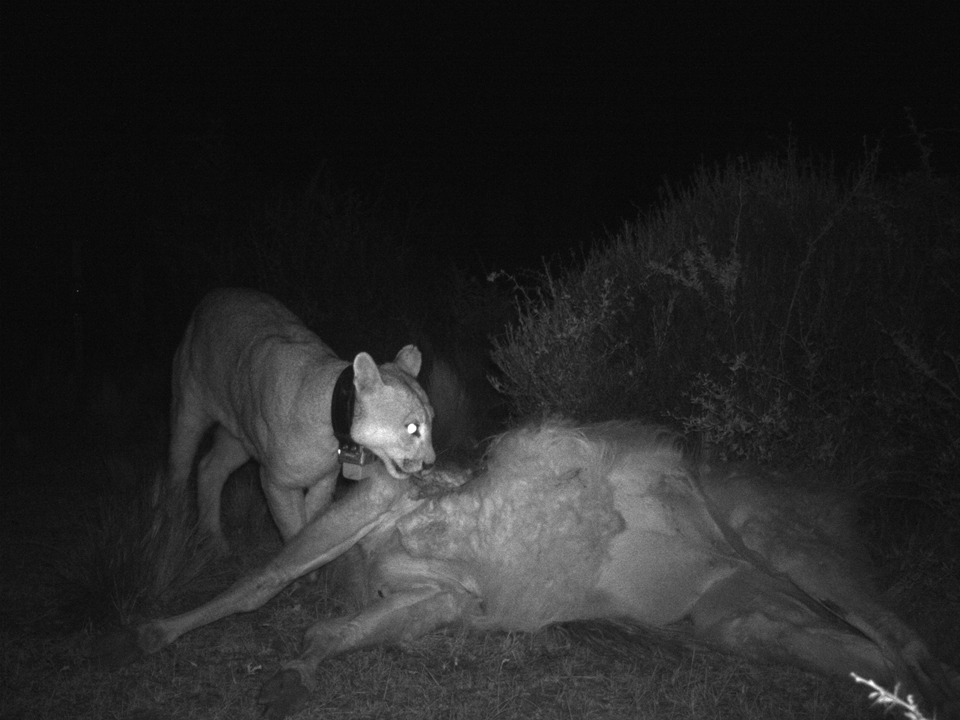 Pumas como predador tope de Patagonia II ©Cristián Saucedo