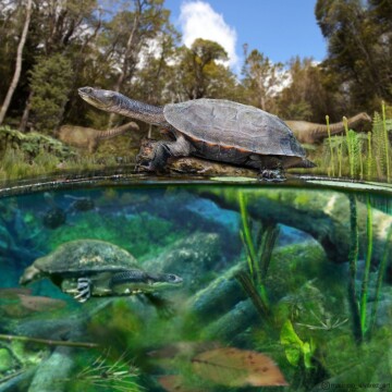 Hallan por primera vez en Chile fósiles de tortugas de agua dulce de la era en que vivieron los dinosaurios