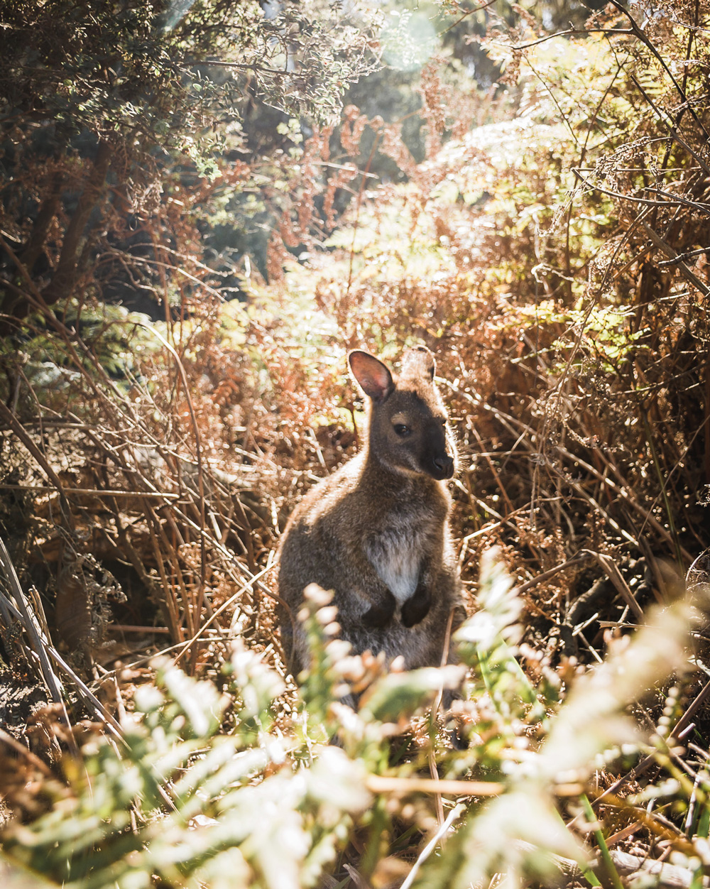 Wallaby ©Carla Brodsky