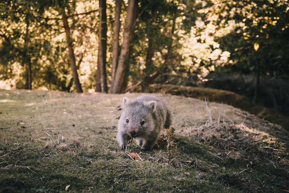 Wombat ©Carla Brodsky