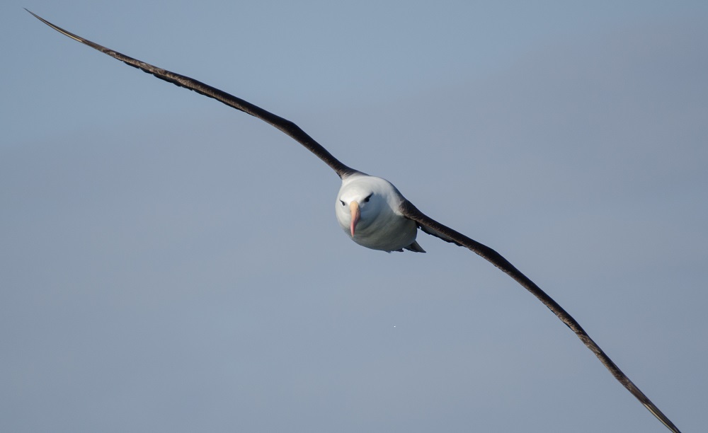 Albatros ceja negra. ©Pablo Gutiérrez Maier
