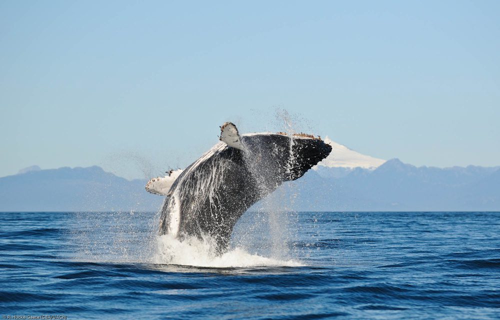 Las ballenas: tejedoras de vida en el planeta