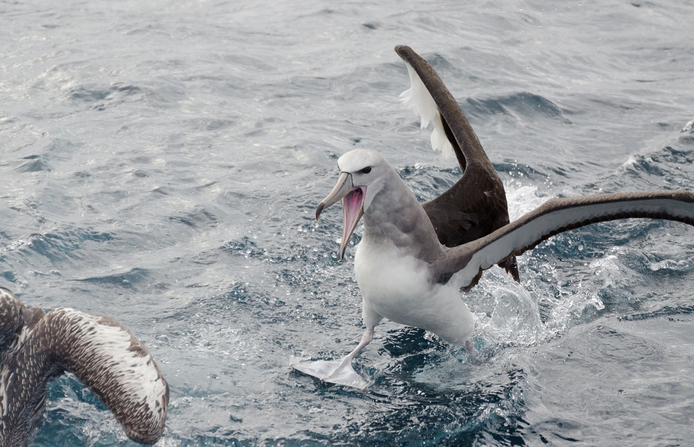 Albatros de Salvin. ©Pablo Gutiérrez Maier