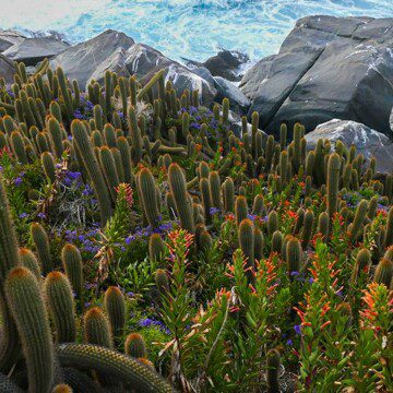 La larga recuperación de los cactus en Punta de Lobos: proyecto busca repoblar su zona costera con especies únicas de Chile
