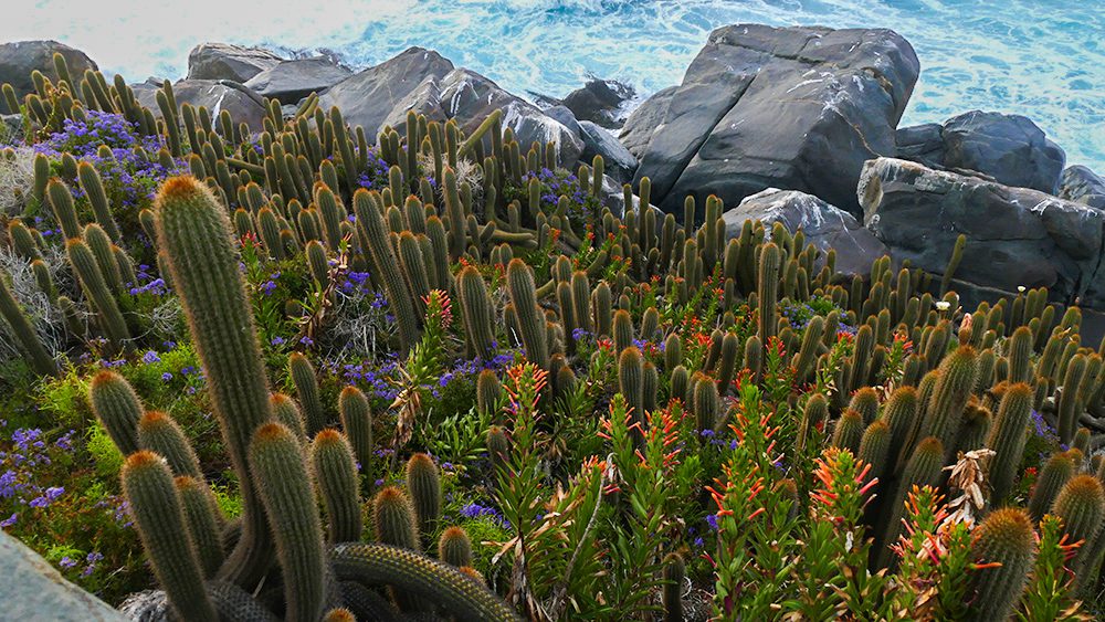 Echinopsis bolligeriana acompañado de Lobelia excelsa y Solanum maritumum ©Santiago Figueroa | Cactus Lagarto