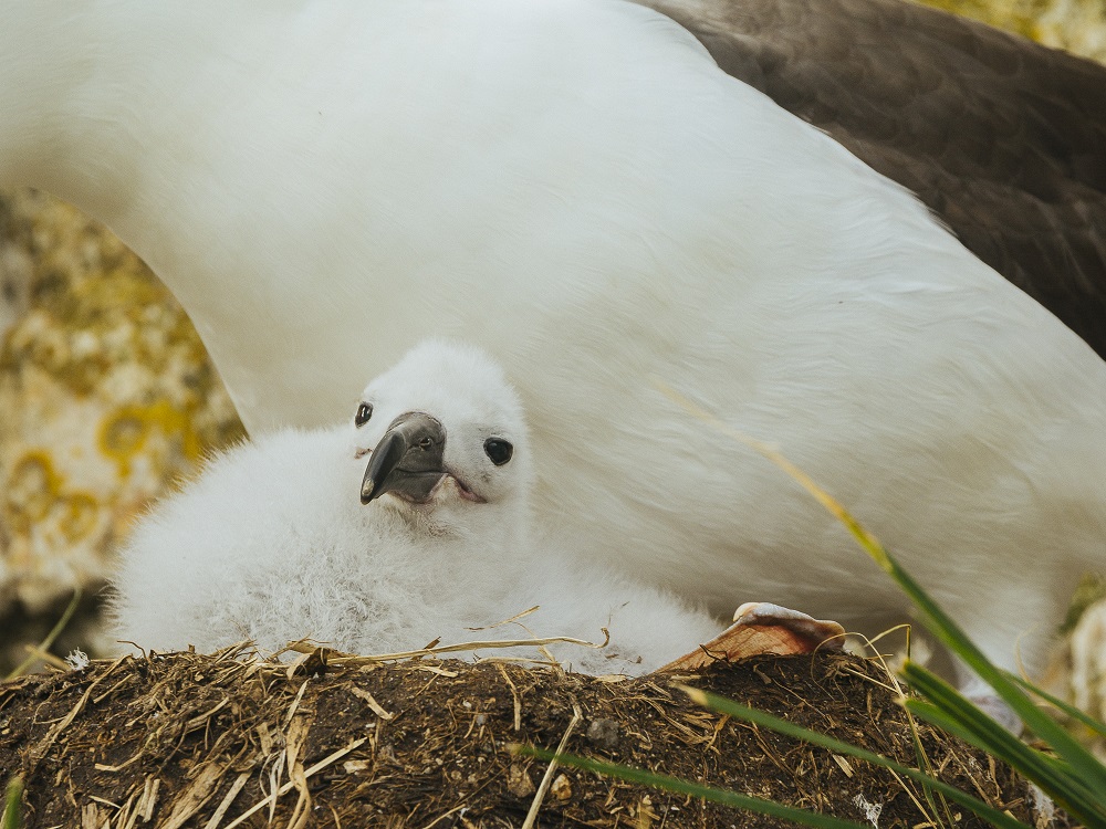Albatros Ceja negra y cría en Seno Almirantazgo. ©Jorge Vidal