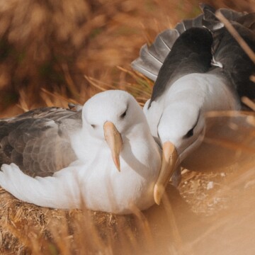 Día Mundial de los Albatros: conoce a estas grandes y amenazadas aves marinas
