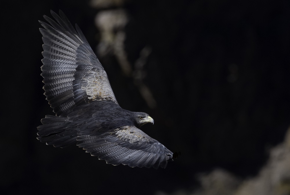 Aguila ©Jean Paul de la Harpe