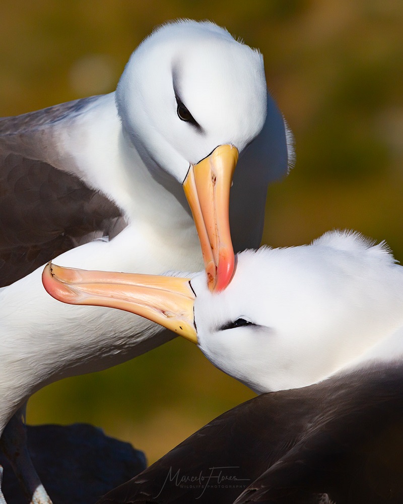 Pareja de albatros. ©Marcelo Flores