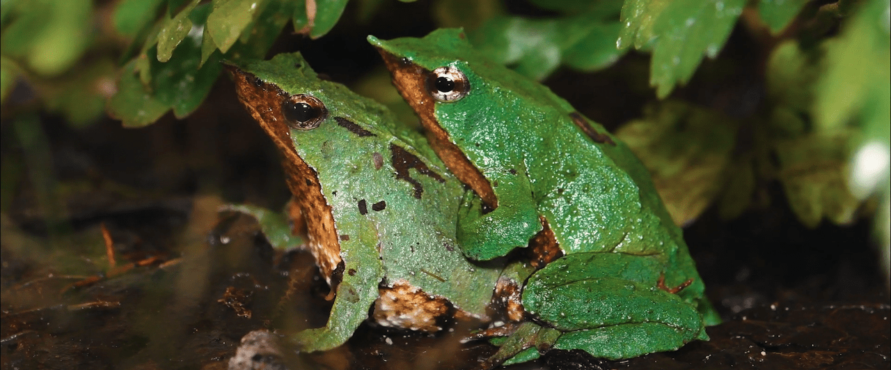 Ranita de Darwin, conservando al enigma del bosque austral