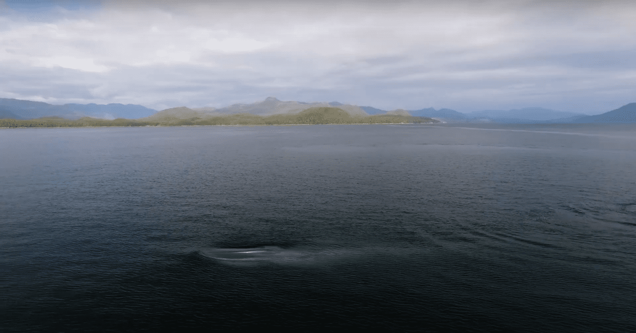 El mar de la Patagonia chilena como refugio climático