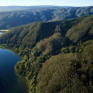 Subsidio forestal en Chile ha generado pérdida de biodiversidad y escasa captura adicional de carbono, según estudio