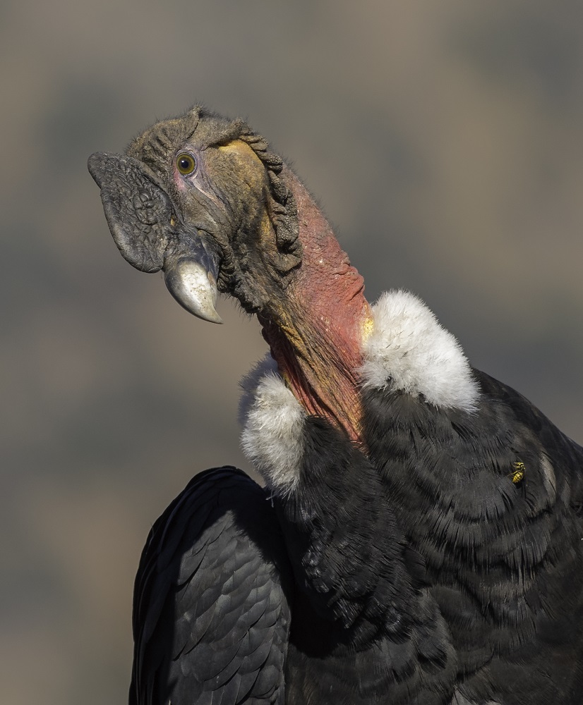 Condor ©Jean Paul de la Harpe