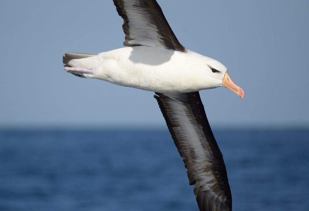 Albatros de ceja negra. ©Pablo Gutiérrez Maier