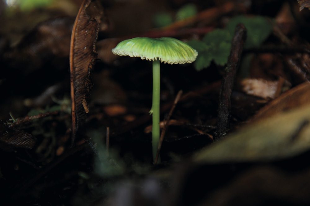 Entoloma necopinatum ©Cortesía Fundación Fungi
