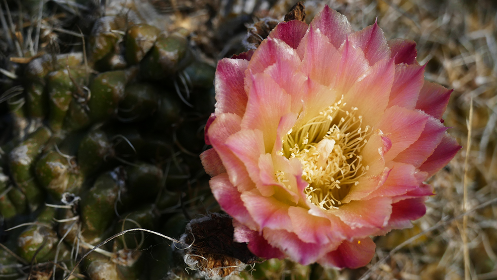 Eriosyce aspillagae en flor ©Santiago Figueroa | Cactus Lagarto
