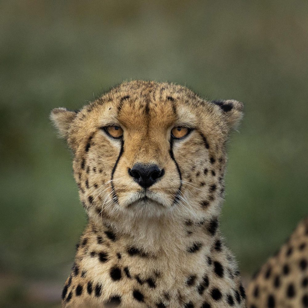 Expedición en Masai Mara: los peligros a los que se expone el guepardo en esta reserva africana