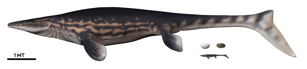 Ilustración de mosasaurio adulto, junto al huevo y la cría para comparación de tamaños. ©Francisco Hueichaleo