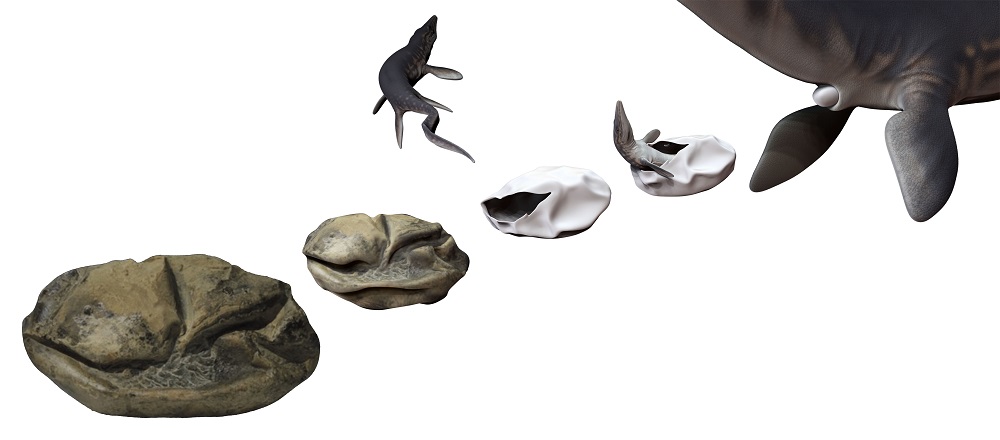 Interpretación artística de secuencia, ovipostura de mosasaurios, cría sale del huevo, queda el huevo vacío y posteriormente se fosiliza. ©Francisco Hueichaleo