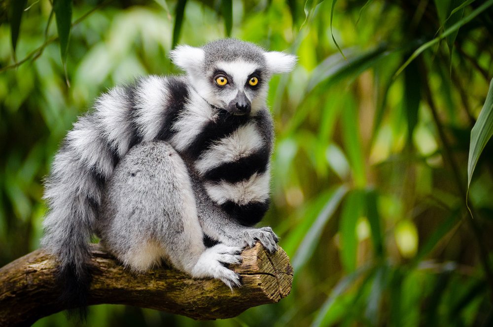 Los problemas que ha producido la pandemia en la defensa y conservación de la biodiversidad global