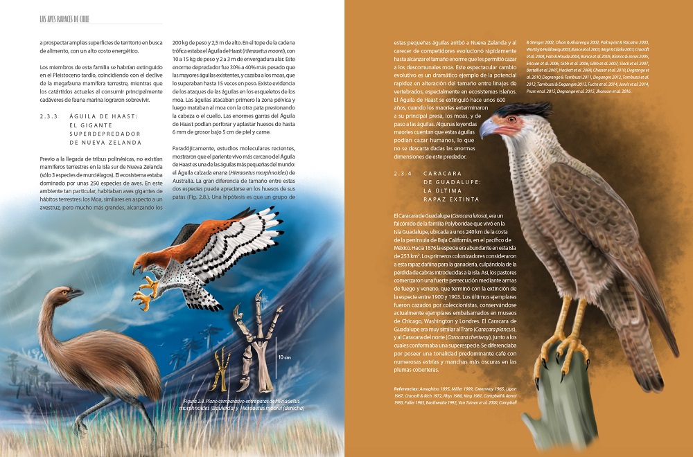 Libro Las Aves Rapaces de Chile (8)