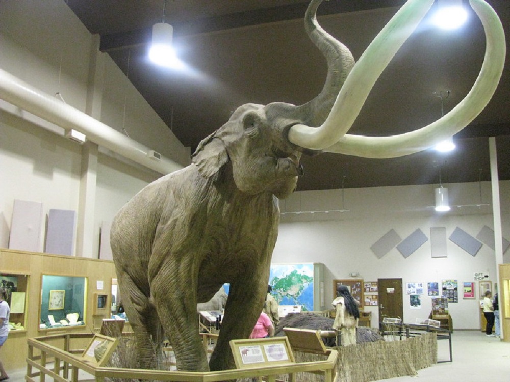 Representación del mamut colombino en el museo Mammoth Site, Dakota del Norte. ©Arthur Chapman