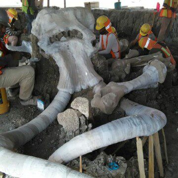 Encuentran restos de 60 mamuts en construcción de aeropuerto en México