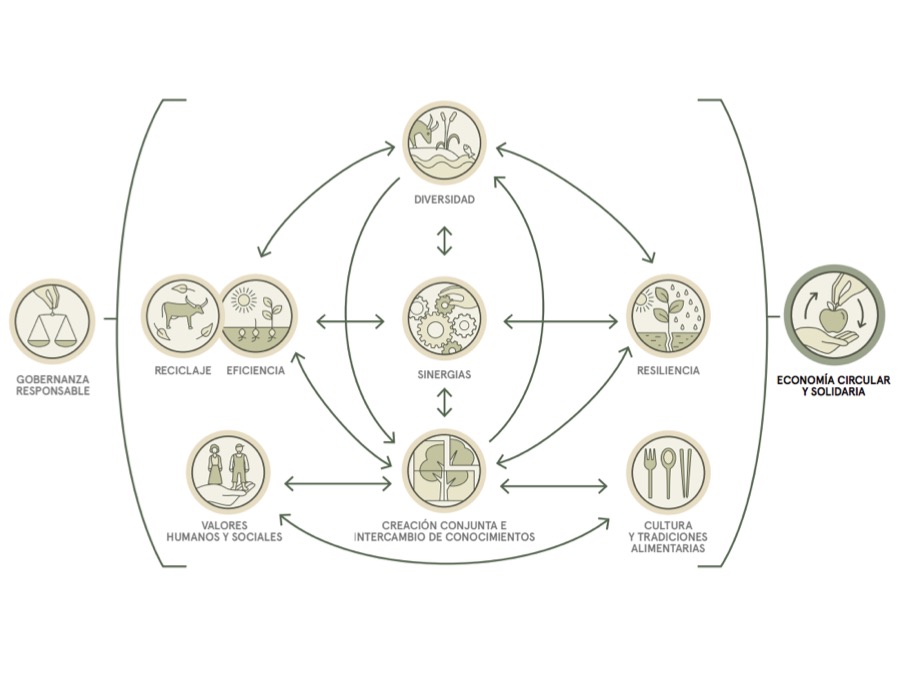 Principios del modelo de Agroecología propuesto por FAO, 2018 FAO
