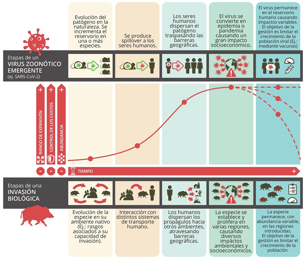 Similitud entre coronavirus e invasión biológica. Gentileza IEB