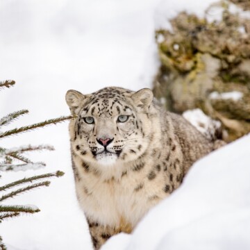 Los últimos avistamientos de leopardos de las nieves que dan pistas sobre este misterioso felino