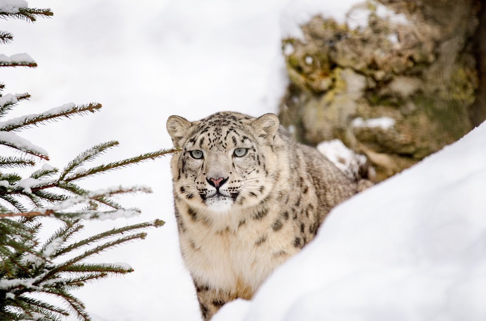 Los últimos avistamientos de leopardos de las nieves que dan pistas sobre este misterioso felino