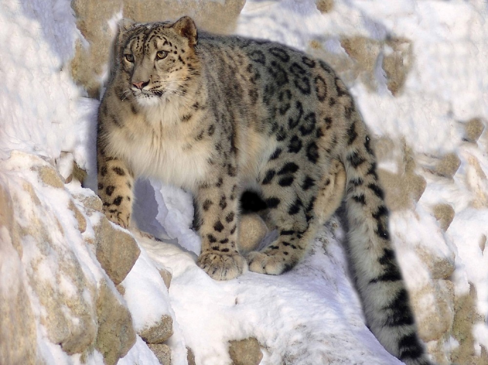 Leopardo de las nieves. Foto: PxHere