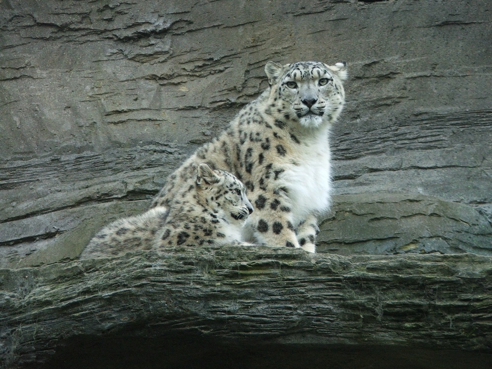 Leopardo de las nieves. Foto: PxHere