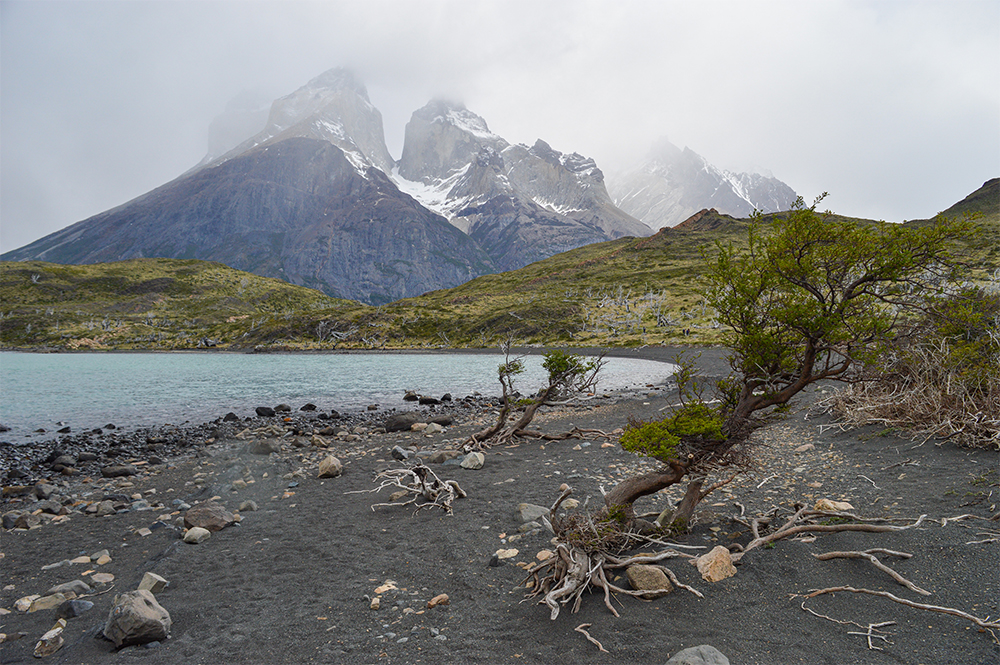 Torres del Paine, un arbol creciendo donde la vida es un desafío, pero creciendo de todas maneras, echando demostrando sus fuertes raíces ©Rafael Guzmán