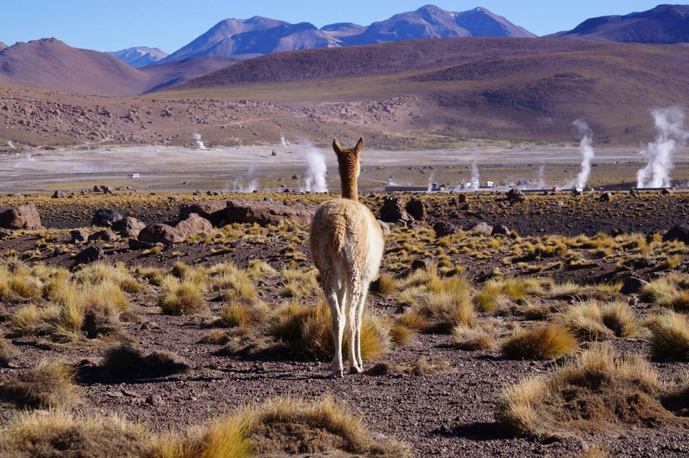 Desierto de Atacama Crédito: © Lorenzo Palma