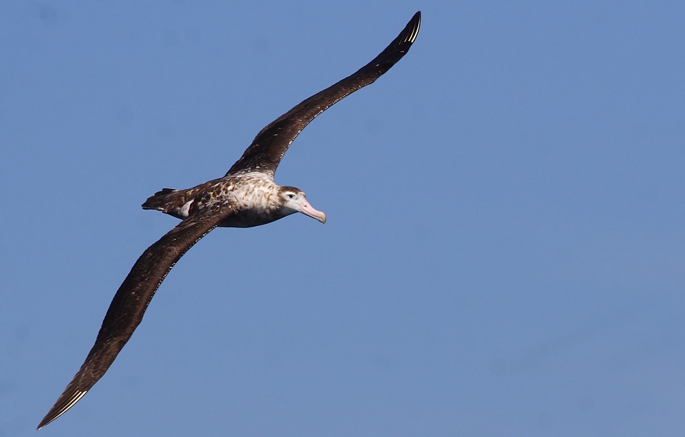 Albatros errante ©Pablo Cáceres
