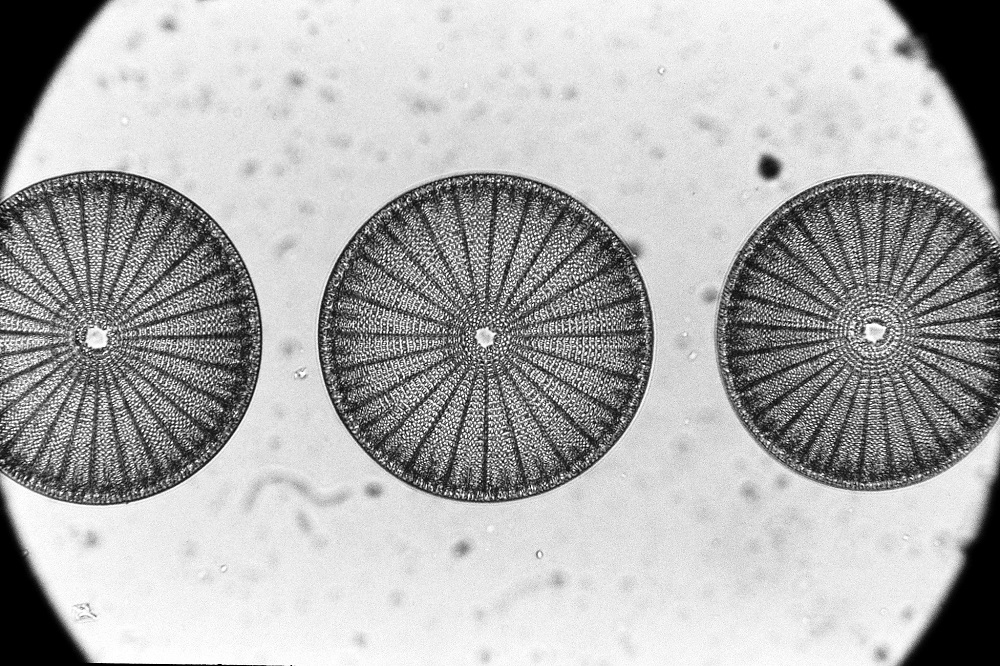 Diatomeas. ©Bryan Chernick