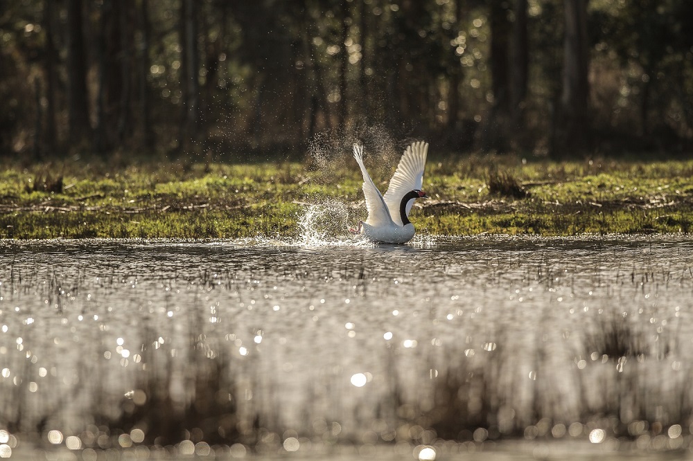 Cisne en humedal ©Jorge Tomasevic