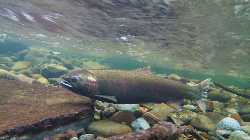 Por primera vez reportan al salmón coho en río de Cabo de Hornos: especie podría haber escapado desde salmoneras de Aysén