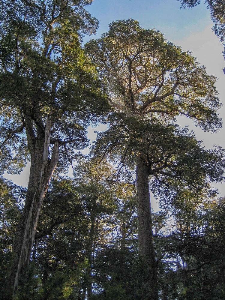 Coihue de Chiloé (Nothofagus nitida) ©Cristián Frêne