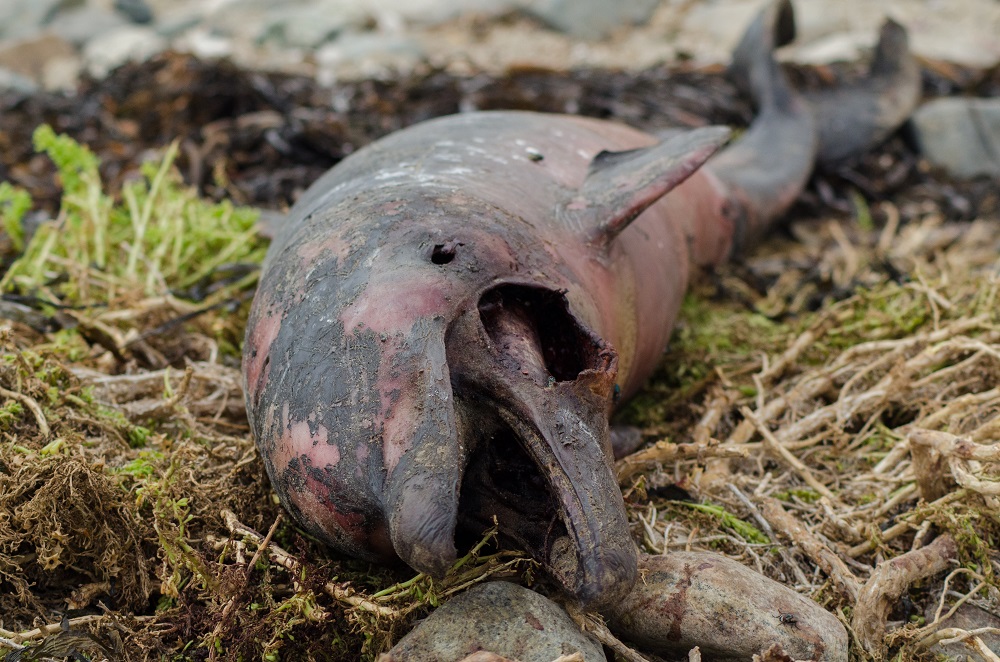 Delfín nariz de botella juvenil varado cerca de Chañaral de Aceituno en 2015 ©Diego Bravo