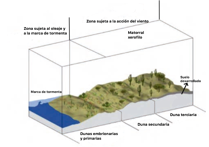 Perfil del sistema de dunas costeras en zonas desérticas. Fuente:  Documento “Manejo de Ecosistemas de Dunas Costeras, criterios ecológicos y estrategias” – SEMARNAT . Secretaria de Medio Ambiente y Recursos Naturales – Mexico D.F