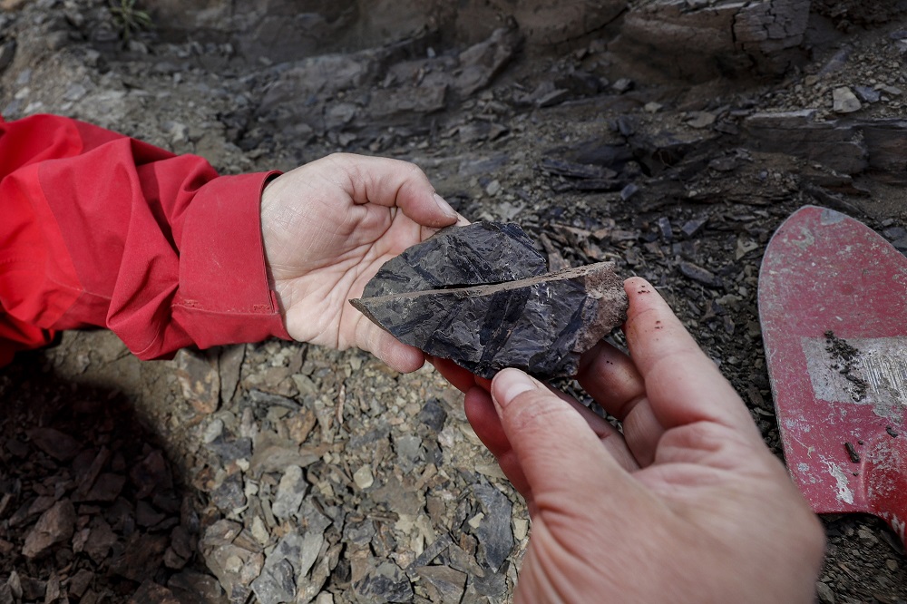 Fósil de Nothofagus en Expedición paleontológica en cerro Guido ©Felipe Trueba